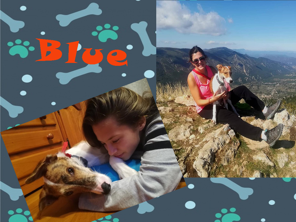 ¡Blue adoptado! ¡Blue adoptado!