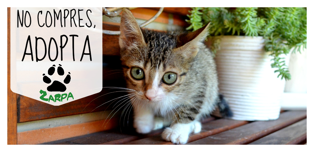 Adoptar un gato Zaragoza Protección AnimalZarpa Zaragoza Animal