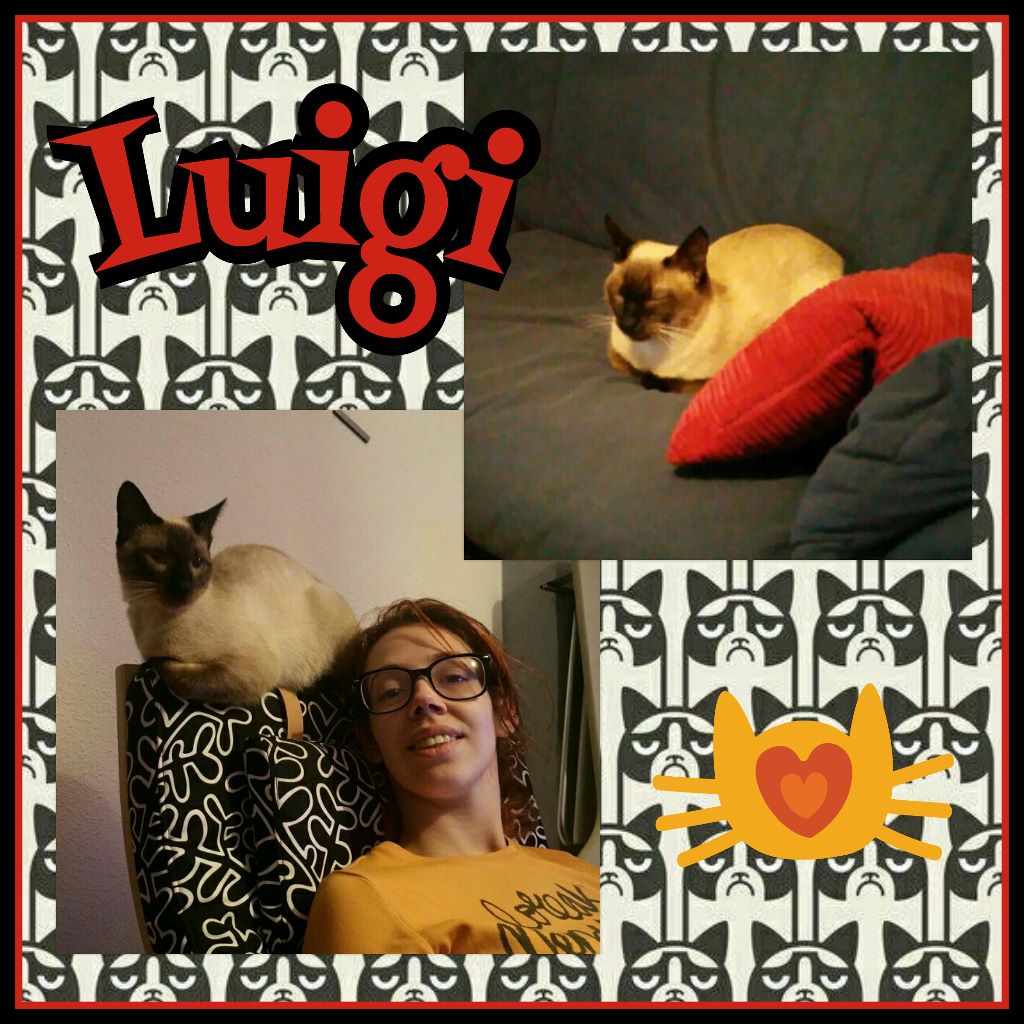 ¡Luigi, antes Neko, adoptado! ¡Luigi, antes Neko, adoptado!