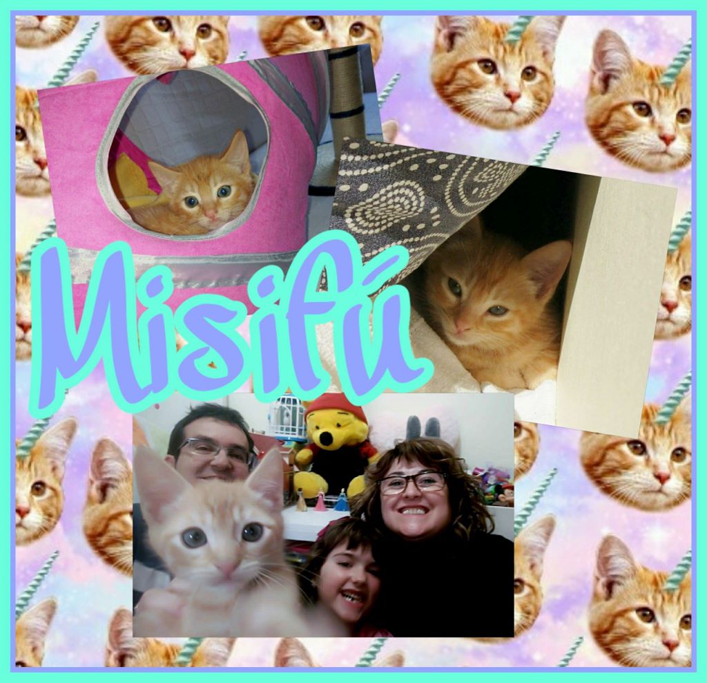 ¡Misifú, antes Pichu, adoptado! ¡Misifú, antes Pichu, adoptado!