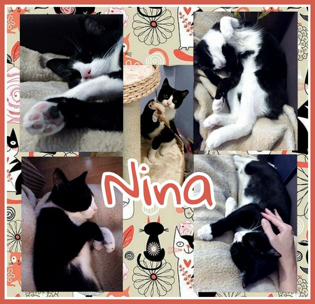 ¡Nina, antes Lúa, adoptada! ¡Nina, antes Lúa, adoptada!